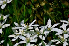 Beautiful white flowers close up in the form of stars stock image Beautiful white flowers close up in the form of stars stock image