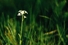 Beautiful white flowers in the sunny mountains, national park p Stock Photography Beautiful white flowers in the sunny mountains, national park p Stock Photography