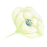 Beautiful white green watercolor flower. Isolated on white background. royalty free illustration Beautiful white green watercolor flower. Isolated on white background. royalty free illustration