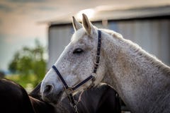 Beautiful white horse portrait with black bridle royalty free stock images Beautiful white horse portrait with black bridle royalty free stock images