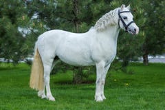 Beautiful white horse portrait at the pasture agaist greenery