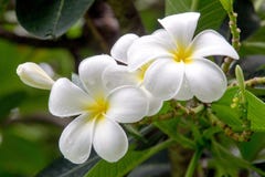 Beautiful white plumeria flowers. Stock Image Beautiful white plumeria flowers. Stock Image