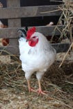 Beautiful white rooster with a red comb on a farm in paddock stock photos Beautiful white rooster with a red comb on a farm in paddock stock photos