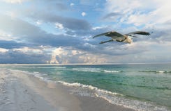 Beautiful Florida Beach at Sunrise as a Great Blue Heron Flies By royalty free stock photography Beautiful Florida Beach at Sunrise as a Great Blue Heron Flies By royalty free stock photography