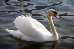 Beautiful white swan with drop of water at the beak. Floating i royalty free stock image Beautiful white swan with drop of water at the beak. Floating i royalty free stock image