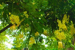 Beautiful white and yellow flowers in summer garden parks background royalty free stock images Beautiful white and yellow flowers in summer garden parks background royalty free stock images