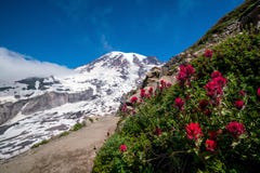 Beautiful wildflowers and Mount Rainier, Washington state royalty free stock images Beautiful wildflowers and Mount Rainier, Washington state royalty free stock images