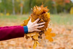 Beautiful woman in a coat holds autumn leaves stock images Beautiful woman in a coat holds autumn leaves stock images