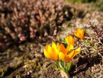Beautiful yellow crocus flowers with bee in spring garden royalty free stock image Beautiful yellow crocus flowers with bee in spring garden royalty free stock image