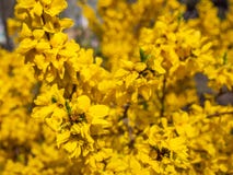 Blossoming forsythia in the garden. royalty free stock images Blossoming forsythia in the garden. royalty free stock images