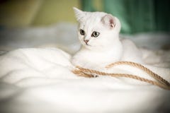 Beautiful young cat breed Scottish chinchilla straight royalty free stock images Beautiful young cat breed Scottish chinchilla straight royalty free stock images