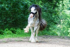 Beautiful young horse stallion gypsy vanner or irish cob learn spanish walk