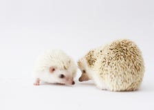 Beautiful young mother african pygmy hedgehog with her cub on a white isolated background