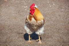 Beautiful, young, red and white big walks on the farm. royalty free stock photo Beautiful, young, red and white big walks on the farm. royalty free stock photo