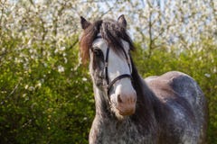 Beautiful young stallion horse breed gypsy vanner, tinker, traditional irish cob with blue eyes in spring flower nature