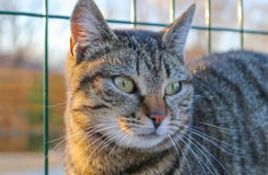 Beautiful young wild striped cat female portrait royalty free stock photography Beautiful young wild striped cat female portrait royalty free stock photography