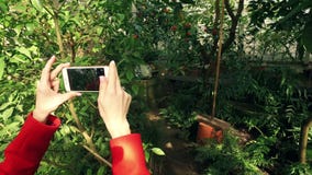 Beautiful Girl Is Taking Pictures Of A Bush Stock Footage Video