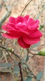 Beautifull Rot stieg stockbilder Beautifull Rot stieg stockbilder