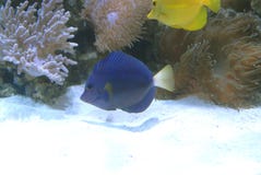Beautifull sea marine aquarium royalty free stock photos Beautifull sea marine aquarium royalty free stock photos
