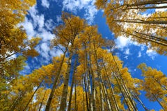 Beautuful Forest canopy of fall clors of gold and yellow aspen trees stock image Beautuful Forest canopy of fall clors of gold and yellow aspen trees stock image