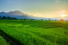 Beauty In The Morning With Flowers In Panorama Indonesia Royalty Free Stock Photo