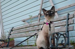 The beauty of Kira the Siamese royalty free stock photo The beauty of Kira the Siamese royalty free stock photo