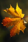Beauty Of Autumn Forms Royalty Free Stock Image