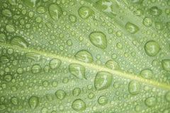 Beauty Of Canna Leaves With Raindrops Stock Images Beauty Of Canna Leaves With Raindrops Stock Images