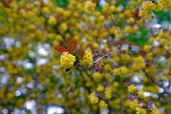 The beauty of plants stock image The beauty of plants stock image