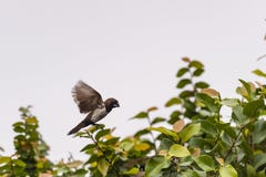Beauty of small bird royalty free stock images Beauty of small bird royalty free stock images