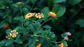 The bunch of wild flowers in the park garden stock images The bunch of wild flowers in the park garden stock images