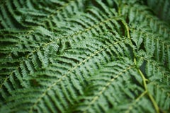 Beautyful ormbunkesidor gör grön naturlig blom- ormbunkebackgro för lövverk royaltyfri foto Beautyful ormbunkesidor gör grön naturlig blom- ormbunkebackgro för lövverk royaltyfri foto