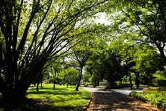 Beaux arbre, plantes, for?t et fleurs verts dans les jardins et les parcs ext?rieurs photo libre de droits Beaux arbre, plantes, for?t et fleurs verts dans les jardins et les parcs ext?rieurs photo libre de droits