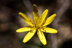 Beaux-arts stup?fiants de fond de fleur sauvage dans les produits de haute qualit? Canon 5DS - 50,6 Megapixels d'impression photographie stock libre de droits Beaux-arts stup?fiants de fond de fleur sauvage dans les produits de haute qualit? Canon 5DS - 50,6 Megapixels d'impression photographie stock libre de droits
