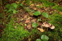 Beaux champignons de couche Photographie stock Beaux champignons de couche Photographie stock