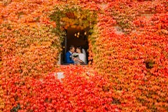 Beaux couples de nouveaux mariés embrassant dans la fenêtre avec le lierre rouge images stock Beaux couples de nouveaux mariés embrassant dans la fenêtre avec le lierre rouge images stock
