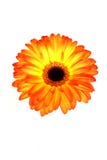 Beaux gerberas Image libre de droits Beaux gerberas Image libre de droits