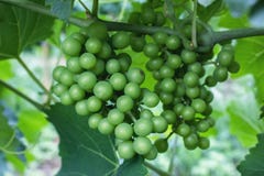 Beaux groupes de raisins images stock Beaux groupes de raisins images stock