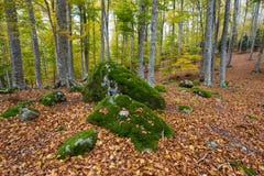Beaux rochers couverts de mousse dans la forêt de hêtre d'automne Photos stock Beaux rochers couverts de mousse dans la forêt de hêtre d'automne Photos stock