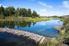 Beaver le barrage, parc national grand de Teton, Wyoming photo stock Beaver le barrage, parc national grand de Teton, Wyoming photo stock