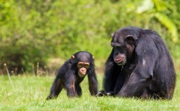 Bebé del chimpancé Bebé del chimpancé
