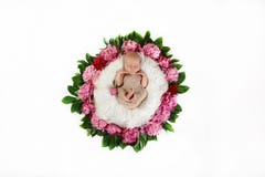 Bebé recién nacido durmiente en una cesta con las peonías rosadas de las flores y las hojas verdes, en un fondo blanco, lugar par fotos de archivo Bebé recién nacido durmiente en una cesta con las peonías rosadas de las flores y las hojas verdes, en un fondo blanco, lugar par fotos de archivo