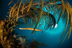 Beccaccia di mare sotto un baldacchino di corallo con la palla del sole ed acqua blu immagini stock libere da diritti Beccaccia di mare sotto un baldacchino di corallo con la palla del sole ed acqua blu immagini stock libere da diritti