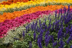 Bed Of Floral Rainbow Stock Photos