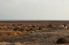 Beduinman på den hållande ögonen på kamelflocken för vit åsna i den Judean öknen, nästan Qumran nationalpark, Israel arkivbild Beduinman på den hållande ögonen på kamelflocken för vit åsna i den Judean öknen, nästan Qumran nationalpark, Israel arkivbild