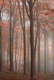 Bedöva färgrikt vibrerande stämningsmättat Autumn Fall dimmigt skogLAN royaltyfria bilder Bedöva färgrikt vibrerande stämningsmättat Autumn Fall dimmigt skogLAN royaltyfria bilder