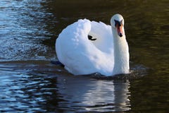 Bedöva svanplommonet av fjädrar på show i reflexioner arkivbilder Bedöva svanplommonet av fjädrar på show i reflexioner arkivbilder