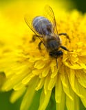 Bee Royalty Free Stock Image Bee Royalty Free Stock Image