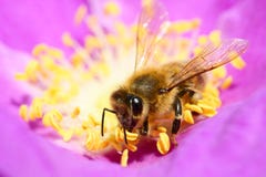 Bee Stock Image