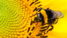 Bee And Flower. Honey Bee Pollinator Collecting Pollen On The Disc Surface Of A Yellow Fresh Sunflower Water Drops Spring Summer Royalty Free Stock Photos
